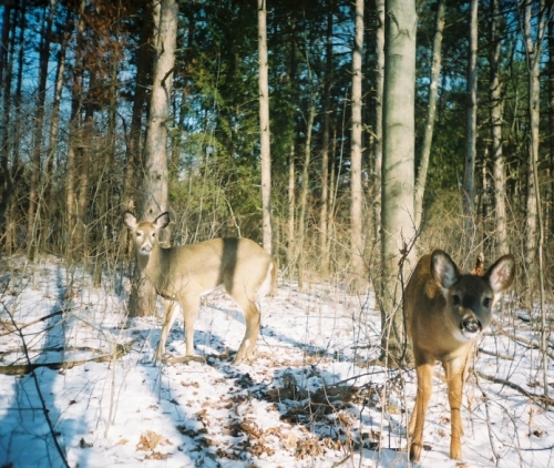 2 deer