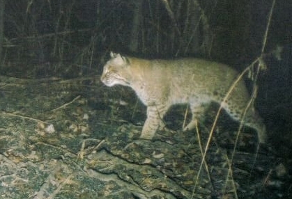 bobcat