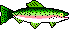 Trout